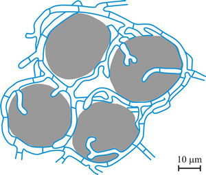 Soredium: lichen reproductive structure composed of algal cells enveloped by hyphae