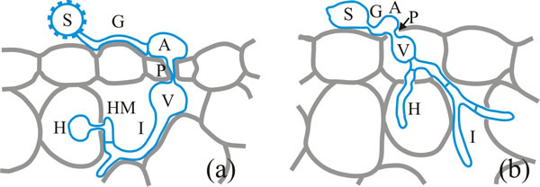 Infection structures derived from urediospores and basidiospores of the bean rust, Uromyces fabae