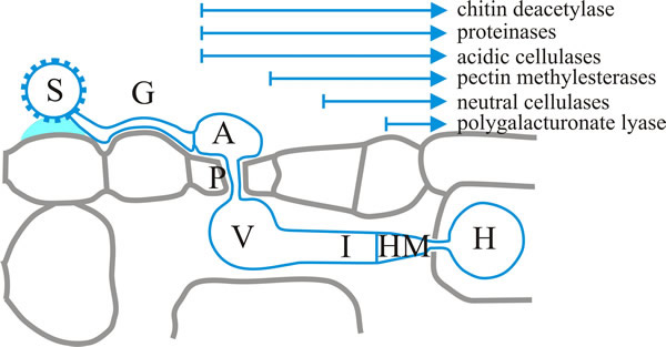 A succession of lytic enzyme production occurs during early dikaryotic infection structures of the bean rust, Uromyces fabae