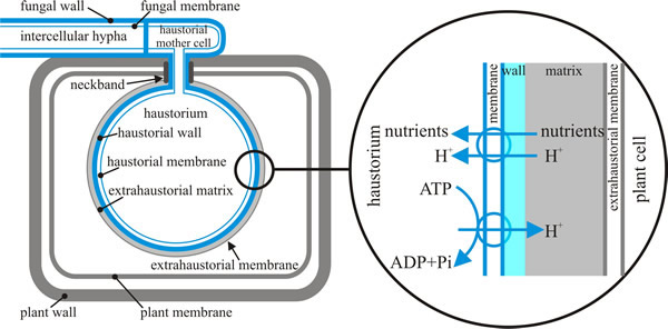 Schematic representation of a dikaryotic haustorium of the bean rust, Uromyces fabae within a mesophyll cell of its host, Vicia faba