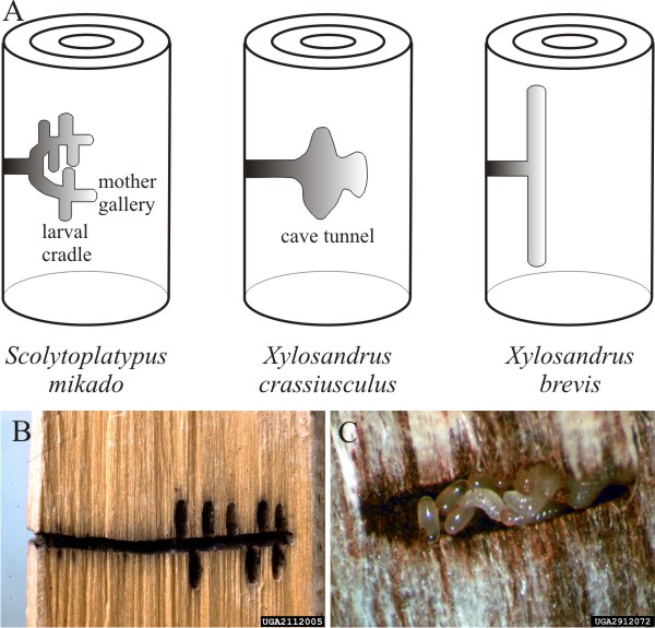 Ambrosia beetles (Scolytidae and Platypodidae) are pests which damage timber