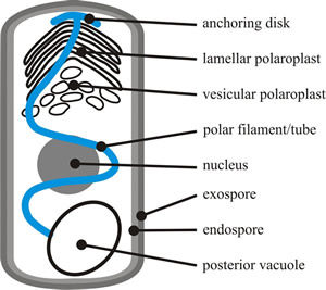 microspoidian spore