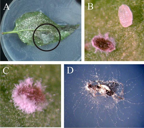 The final stages of Beauveria bassiana (Ascomycota) infections