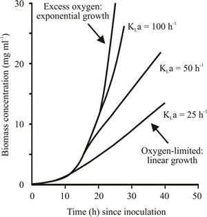 Effect of KLa on microbial growth in batch culture