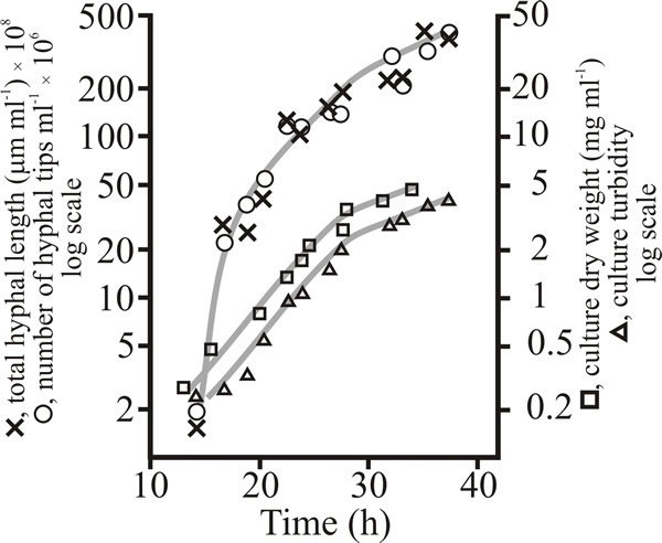 Initial growth of the ascomycete Geotrichum candidum in shake flask batch cultures