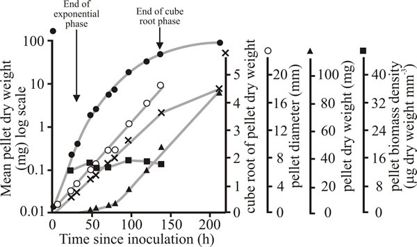 Growth of pellets of Aspergillus nidulans