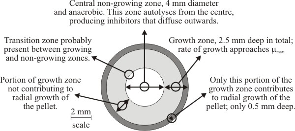 Diagrammatic cross section of a 9 mm diameter pellet of Aspergillus nidulans