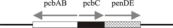 Diagram of the cluster of genes that specify enzymes involved in penicillin biosynthesis