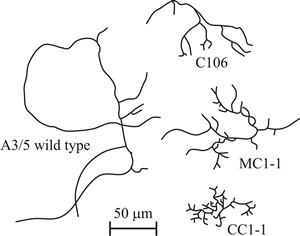 Comparison of the morphology of mycelia of Fusarium venenatum A3/5 and three highly branched (colonial) mutants