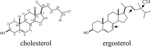 Chemical structures of cholesterol and ergosterol