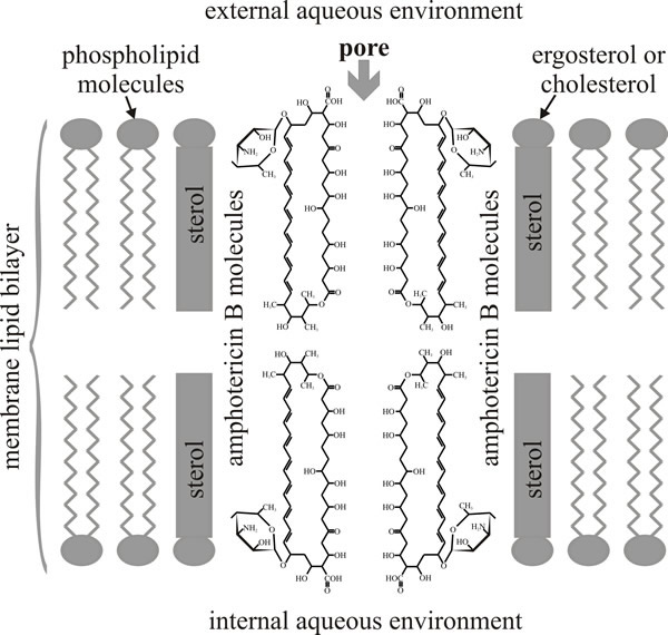 Diagrammatic structure of an amphotericin B-sterol pore