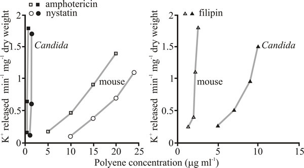 Selective toxicity of polyene antifungals against Candida albicans