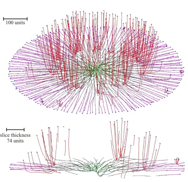 Computer simulation of fungal colonial growth