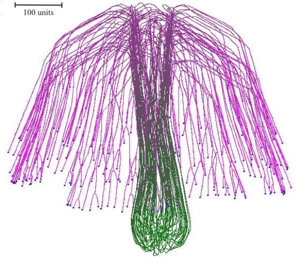 Computer simulation of fruit body development