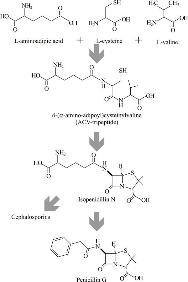 Penicillin biosynthesis