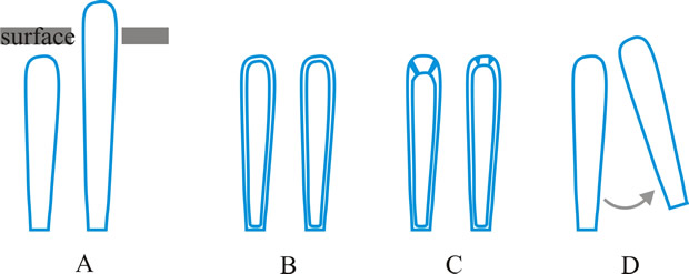 Predehiscence stage of asci