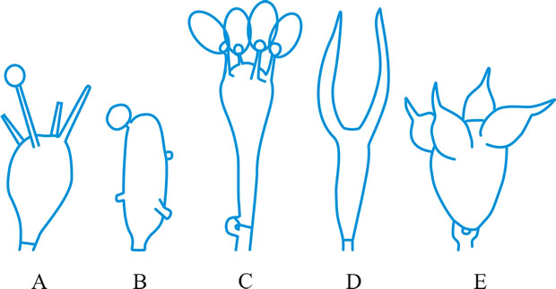 Basidial types