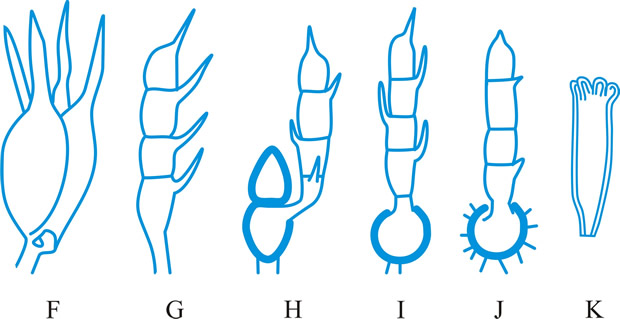 Basidial types