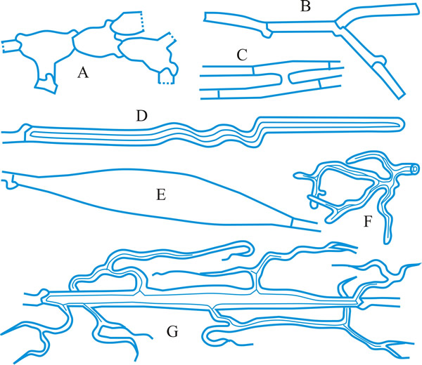 Hyphal types