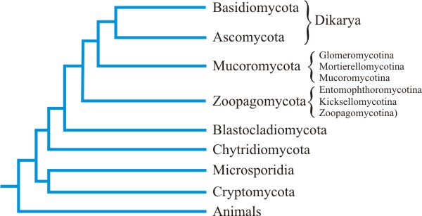 Main branches in the fungal tree of life