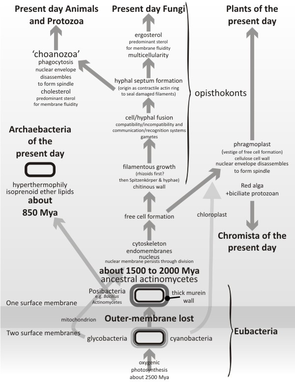 The mycologist's tree of life