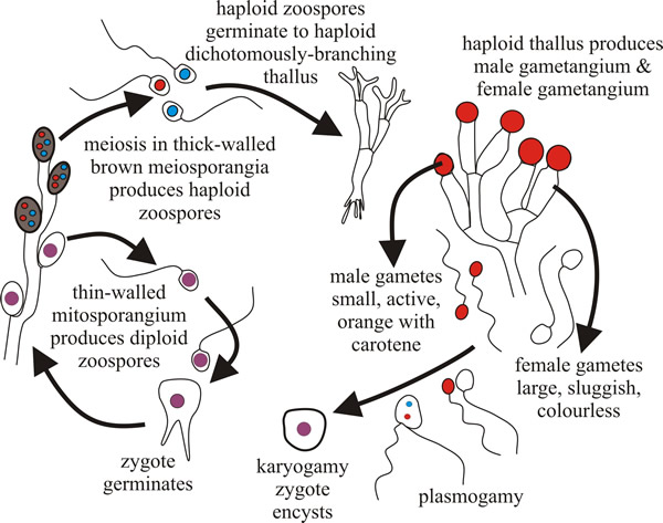 The Allomyces life cycle