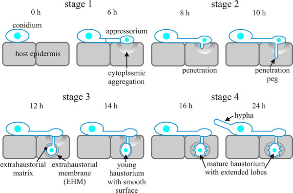 Infection sequence of Blumeria (Erysiphe) cichoracearum on a susceptible host