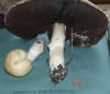 Agaricus macrosporus