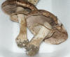 Agaricus sylvaticus