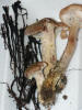 Armillaria mellea Honey Fungus