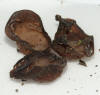 Auricularia auricula-judea Jelly Ear