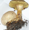 Boletus parasiticus