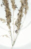 Claviceps purpurea