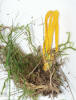 Clavulinopsis fusiformis