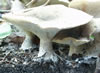 Clitocybe nebularis Clouded Agaric