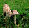Coprinus comatus