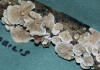 Crepidotus variabilis