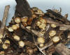 Crucibulum laeve