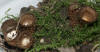 Cyathus striatus