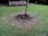 A Fairy Ring (of Hebeloma crustuliniforme