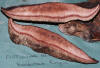 Fistulina hepatica Beefsteak Fungus