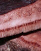 Fistulina hepatica Beefsteak Fungus