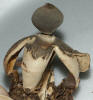 Geastrum fornicatum Arched Earthstar
