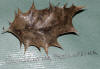 Guignardia phylloprena on holly