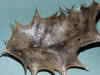 Guignardia phylloprena on holly