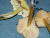 Hygrocybe chlorophana Golden Waxcap