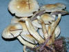 Hypholoma fasciculare Sulphur Tuft