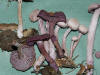 Laccaria amethystina Amethyst Deceiver
