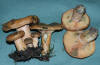 Lactarius deterrimus False Saffron Milkcap