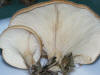Lepista flaccida Tawny Funnel Cap